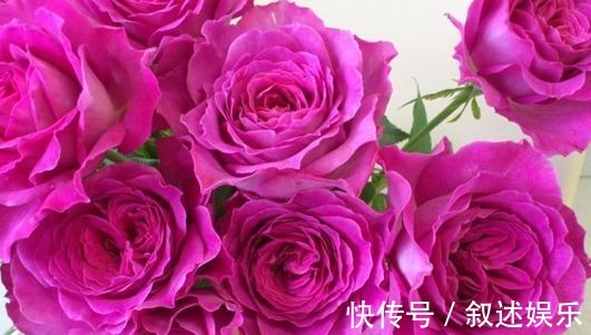 伊芙蓝宝石|新手养花不如养一盆“伊芙蓝宝石”,花姿雅致,花形优美