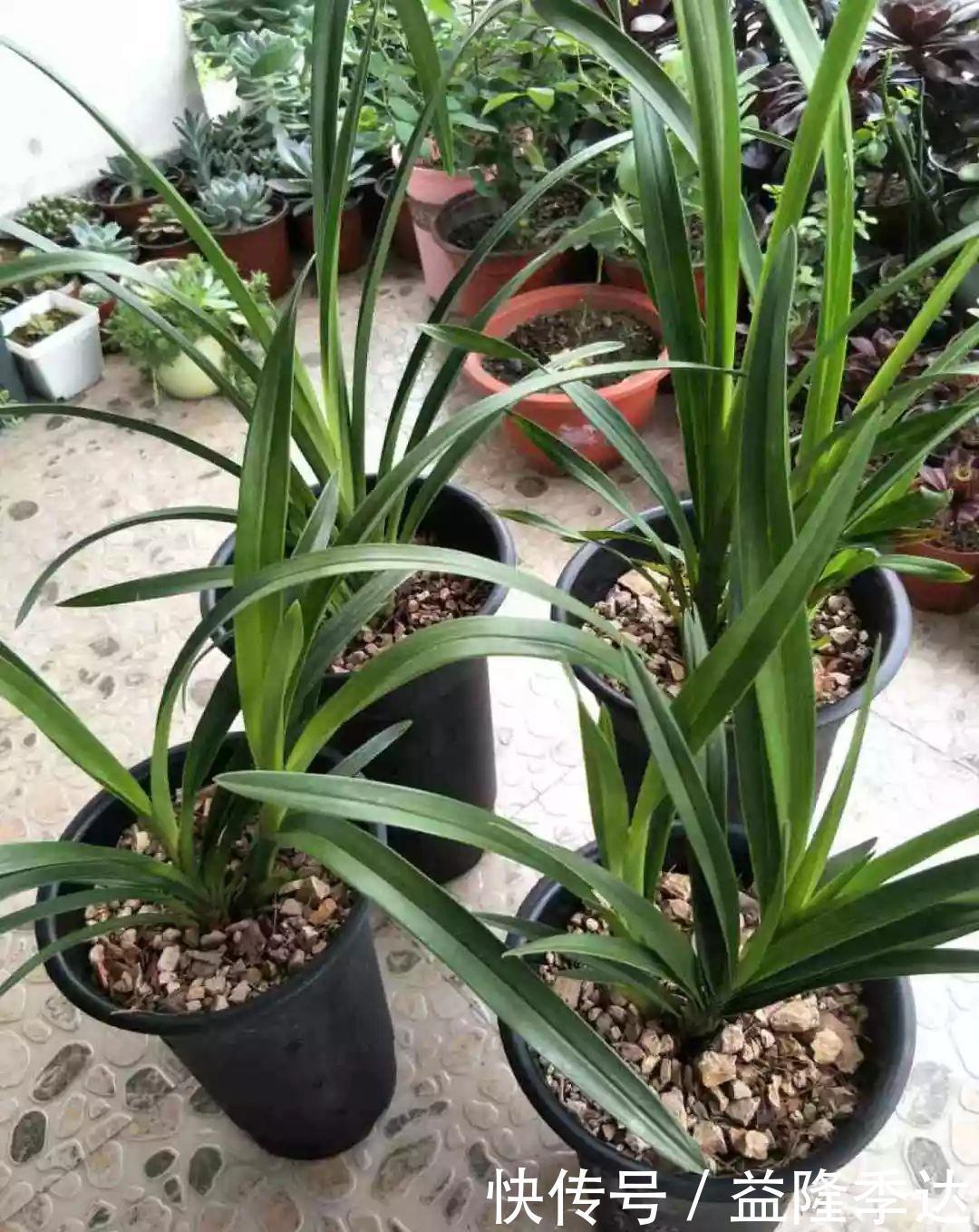 煤渣|家里吃剩的果皮，拿来养花嗖嗖长，不黄叶、开花多