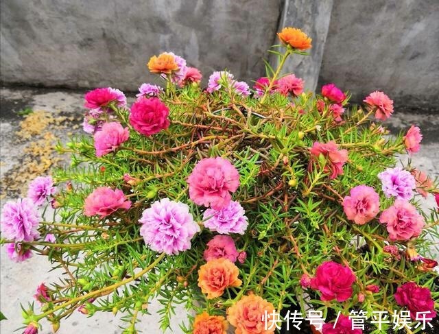 花儿|好养、好美的“4种花”,种下就活,连年开花,能养一辈子