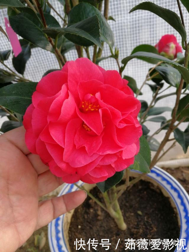 这款花卉，比兰花香，比牡丹美，花期长达半年，零下15度冻不死