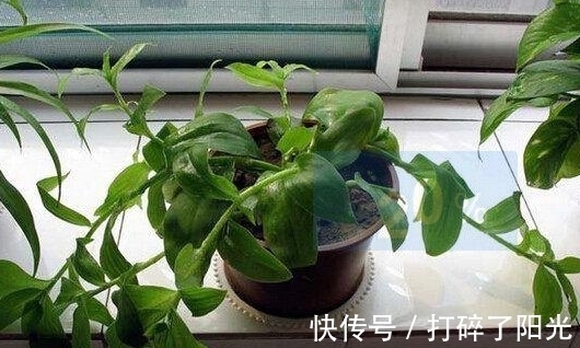 喷洒|快立春了,家里花草养得多就多备点它们,防范病虫害