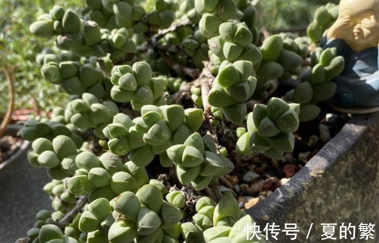 养护|多肉植物鹿角海棠精神不佳,大概率是这4方面出问题了