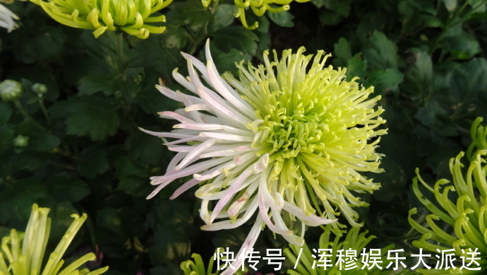 喜欢菊花,就养“珍奇名菊”绿安娜,绿色花朵上开白花,惊艳!