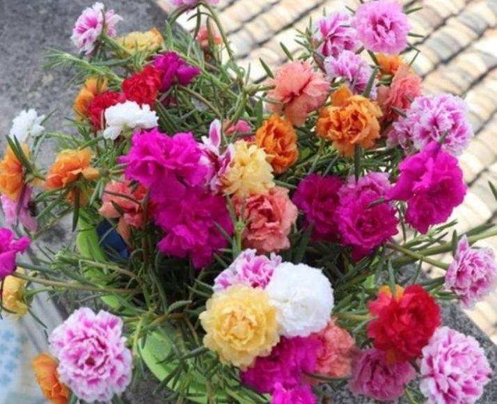 4种花比香水还好闻,客厅养1盆,一年四季开花不断