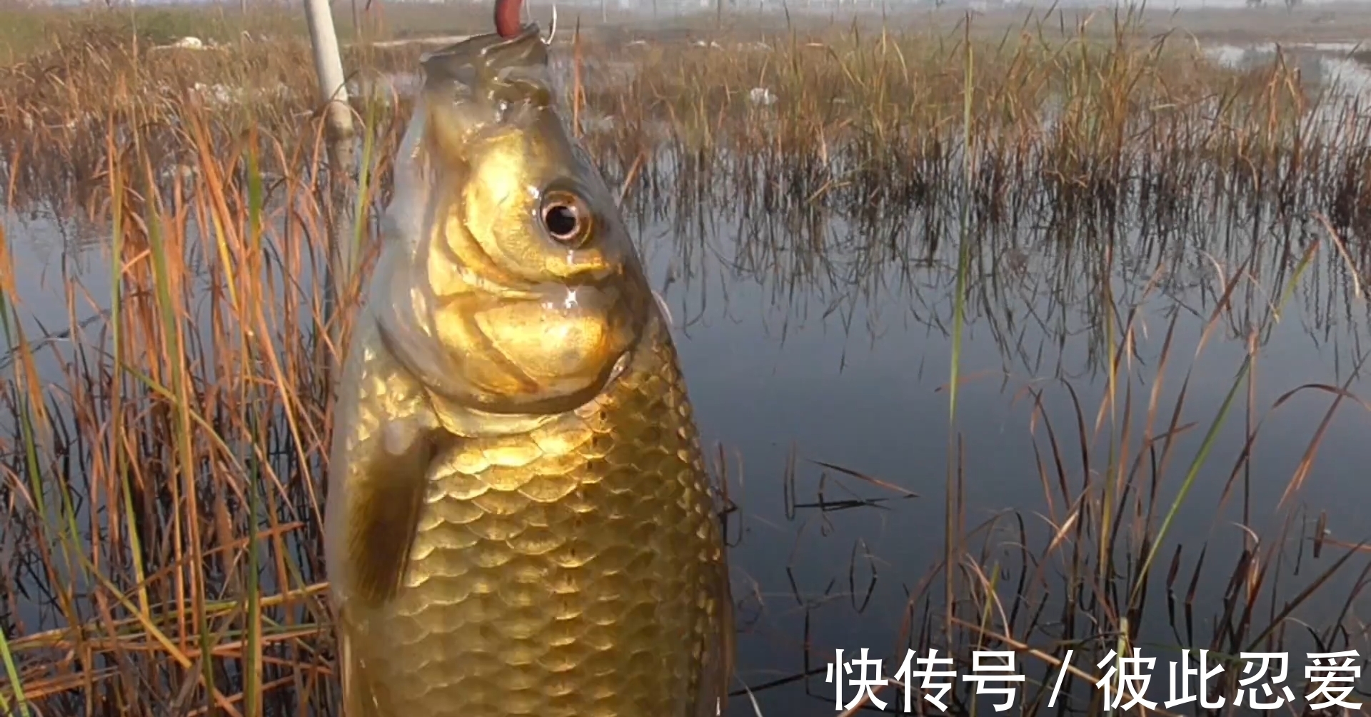 冬季|冬季钓鱼钓深还是钓浅?老钓手总结的经验,想空军都难