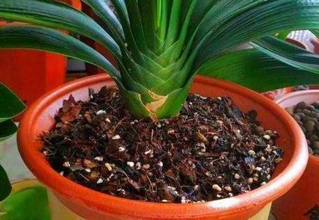 厉害|养花最厉害的营养液,原来是它,花用了叶片油亮猛长根