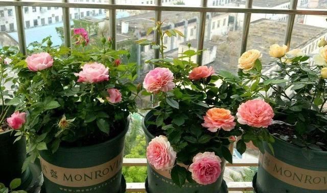 小暑过后,家里养3种“耐热花”,枝条扦插生根快,越热开花越旺