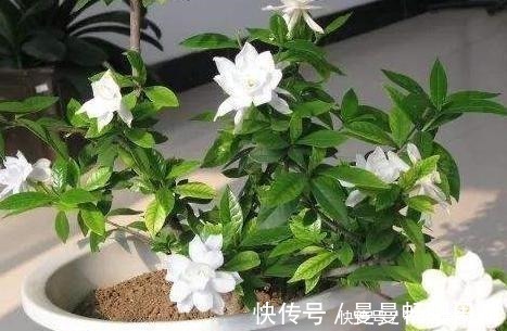 酸碱|栀子花“闹脾气”黄叶,用这3种“小能手”,平衡酸碱,容易开花!