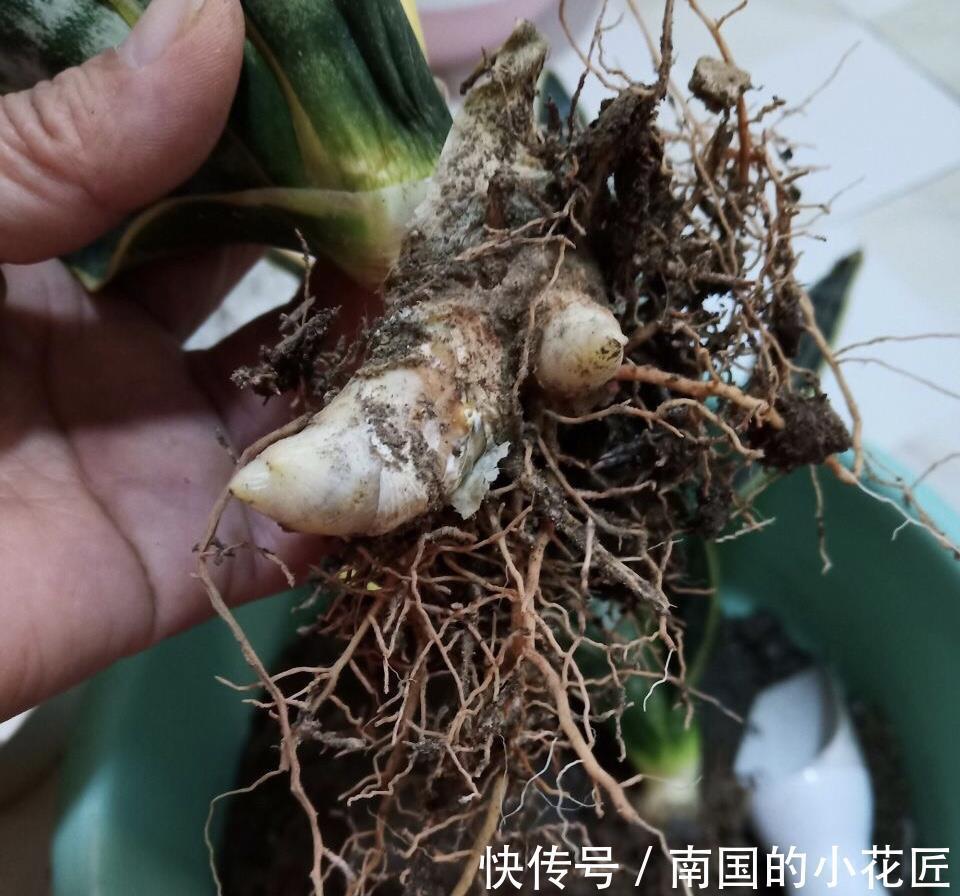 发芽|养了1年虎皮兰，不长叶、不发芽？可能是3个原因导致