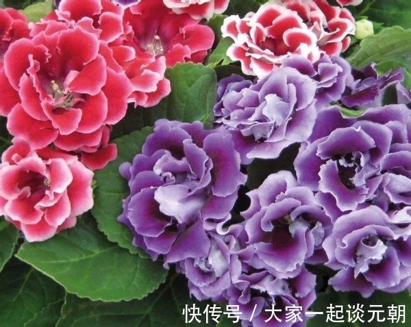 茉莉花|室内盆栽这3样花,空气香喷喷,还不用担心冷热气候造成伤亡