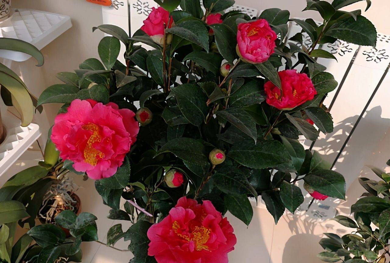 茶花,是冬季养花的首选别犹豫