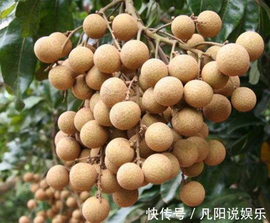 中老年人|秋天常吃此物，一颗等于一只鸡，9种吃法莫错过！