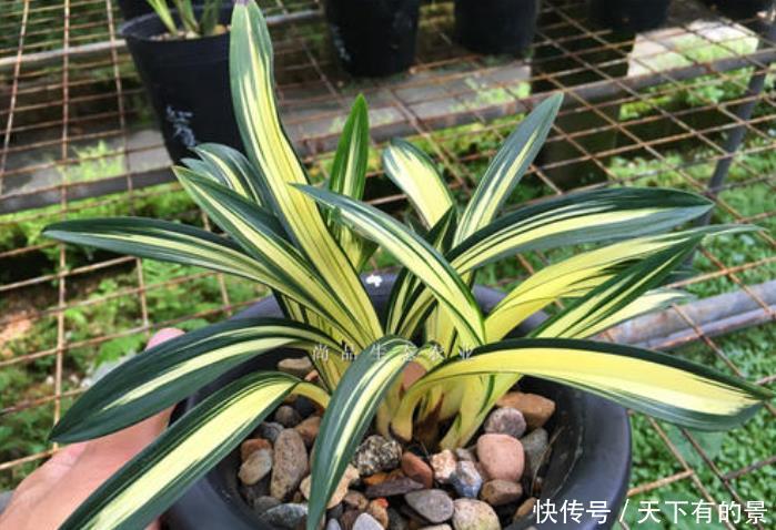 兰花“花草”和“艺草”配土小技巧,只需遵循1点,两者皆能养好