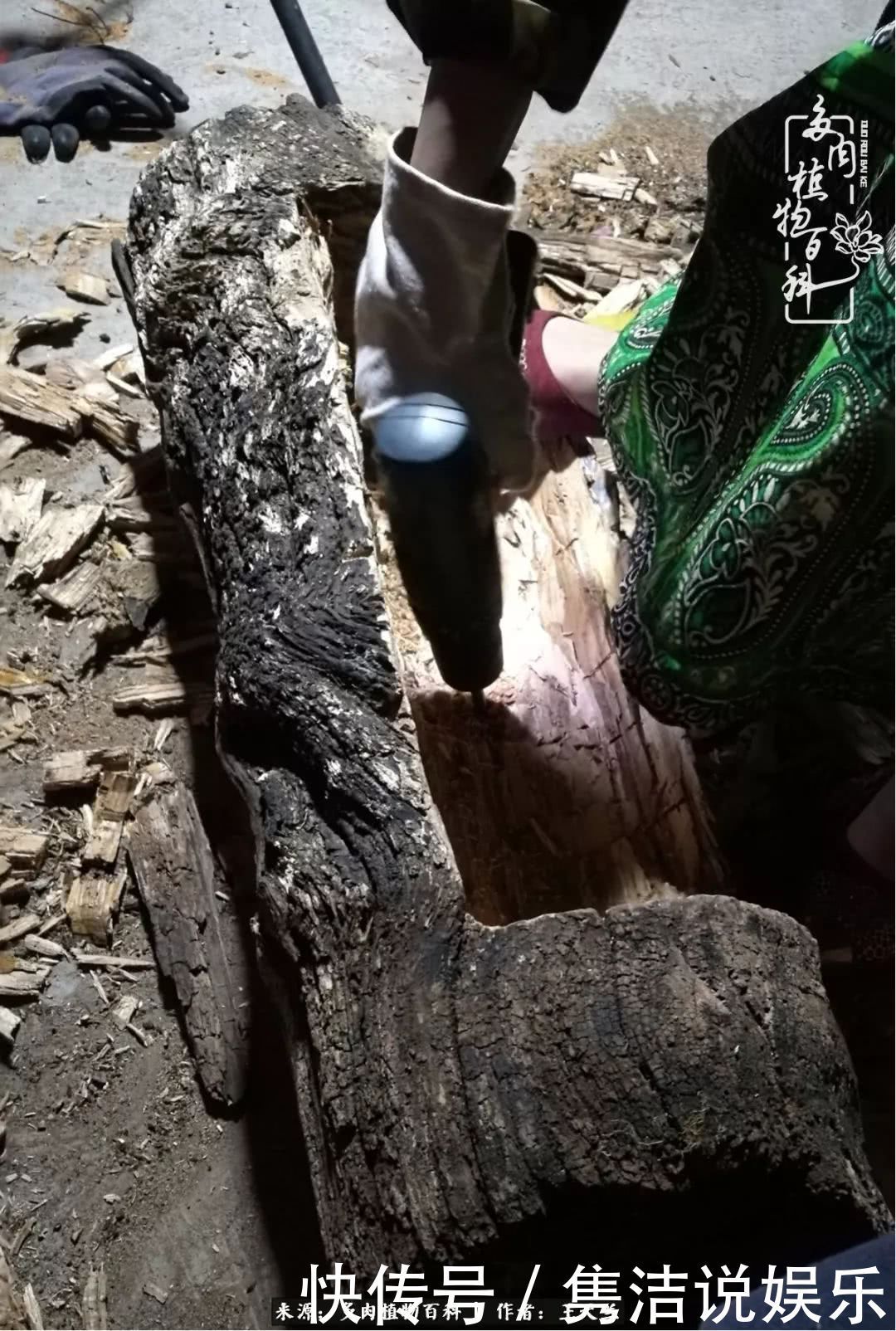 多肉遇上枯木木花盆,姑娘自己造!