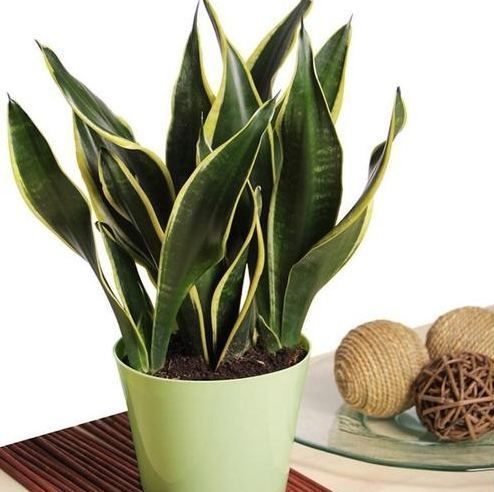 家里放盆栽,有“2养2不养”之说,懂花的人都明白