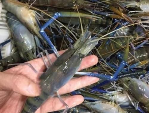 小时|大叔甩卖“特色”大虾,60元一斤,1小时抢光,邻摊傻子真多