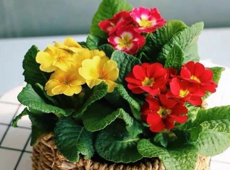 家里养上4种花,直接变成百花园,花朵硕大、花期长,漂亮好养!