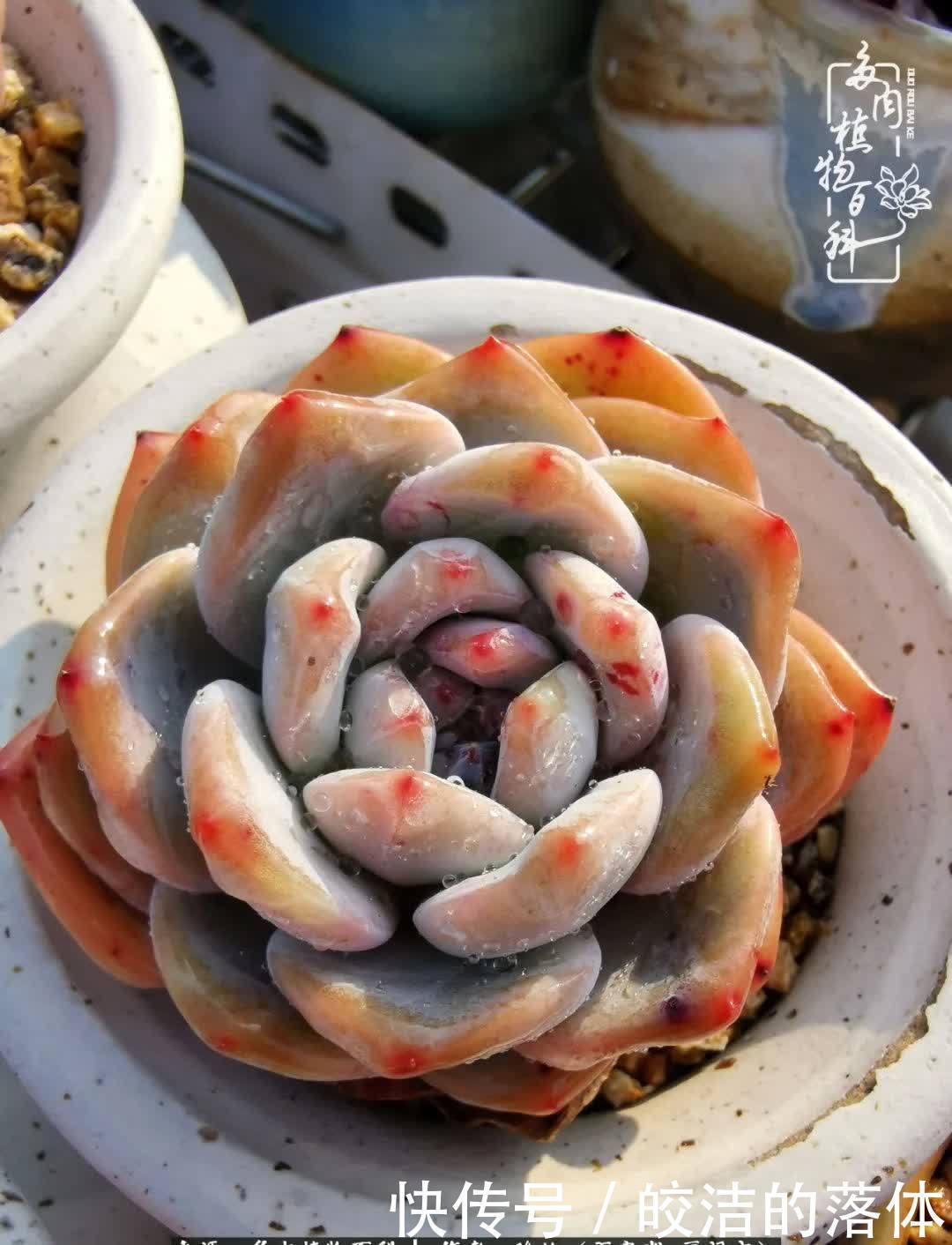 百度|我与多肉那些不得不说的故事!