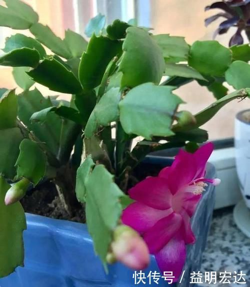 微酸性|养花土里掺点它,碱性变酸性,花卉叶子呼呼长!