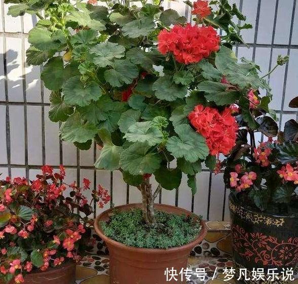 淘米水、啤酒、牛奶浇花，有什么忌讳？弄懂这些变成养花的宝贝