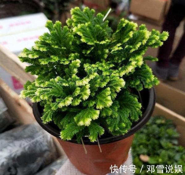 扛把子|在家盆栽5种植物,无需人为打理,是名副其实的''扛把子''