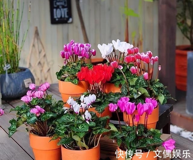 被称为“夏必死”的8种花,我却喜欢买一些,因为能“省”不少钱