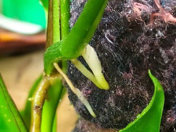 气根|茉莉花扦插有机关,砍这一段枝条,插土里3天就活!