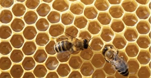  体内的雌激素|女性不想老得快，6种碱性食物使劲儿吃，补充天然雌激素显年轻