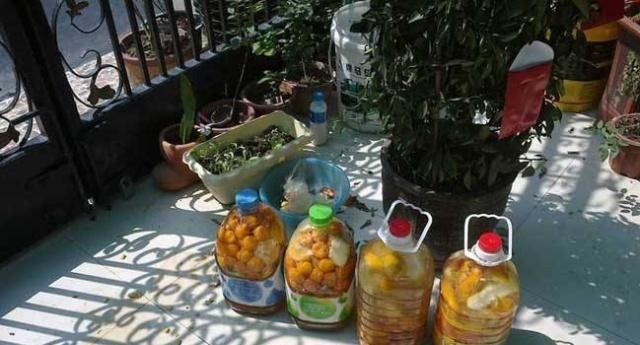 花卉植物|2种水,是养花的“砒霜水”,万万不能用,不然黄叶花枯死