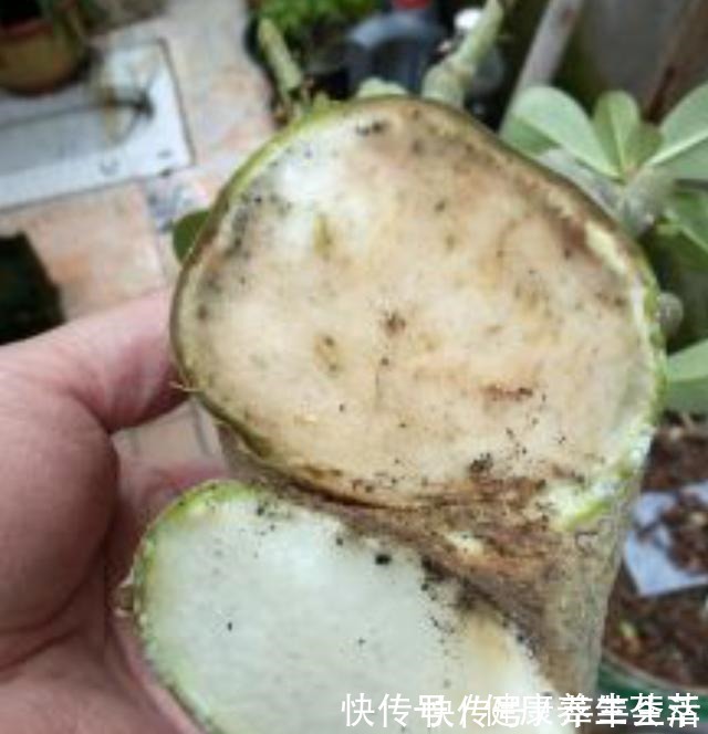 植株|这三种植物烂根了别扔掉,简单几步促新根,又是一盆健壮的植株!