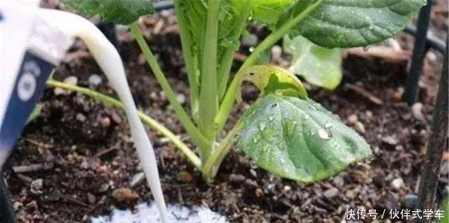 植株|有1种“体液”,人们常浪费,殊不知,是花草最爱,比黄豆水都肥!