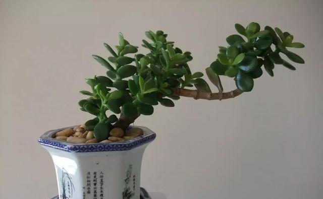 苍劲|金枝玉叶这么养,枝干苍劲有力,造型漂亮颜值高,变成盆景价值大