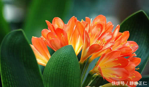 家家都有的“神仙水”,专治不开花,一周喷一次,花苞呼呼往上“窜”