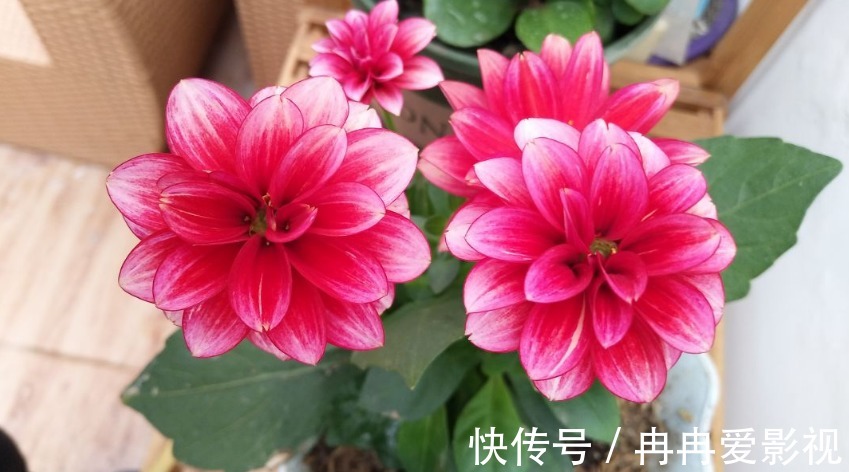 秋季养花大合集，30种花，你想要的我全有！