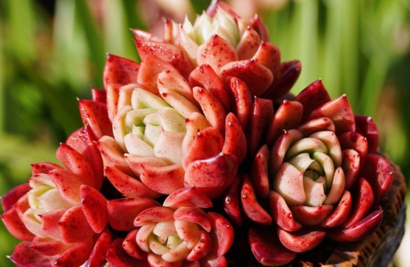 唐长老|养的多肉没有别人的好看?不是你不努力,而是有4道坎没能跨过去