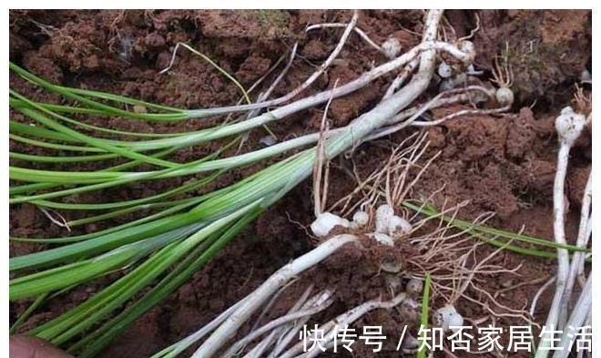 好吃|农村“超好吃”的5种野味,用来做菜特别香,但经常被误认成野草