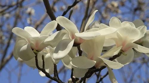 古代的“大户人家”都喜欢养这10种植物,家里养几盆,富贵吉祥旺家宅,你家养了吗