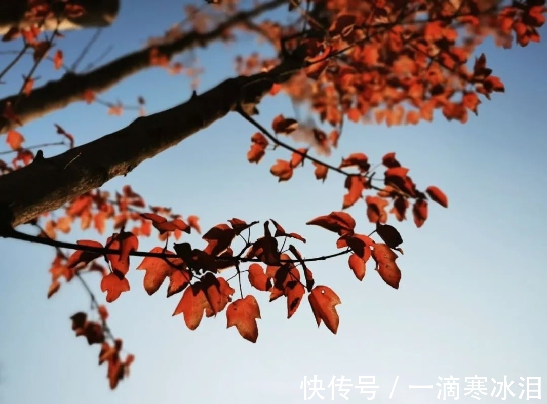 冬天$散文诗:致,冬天