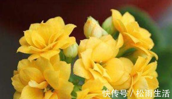 面纱|超好养的木本植物,全年开花,观赏价值高,室内也能种,值得栽培