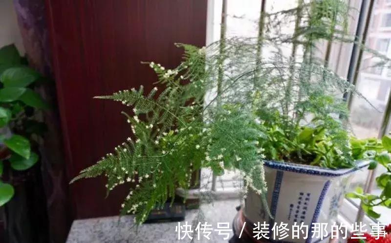 酸碱度|养花全靠1句话，这样养花保证能活