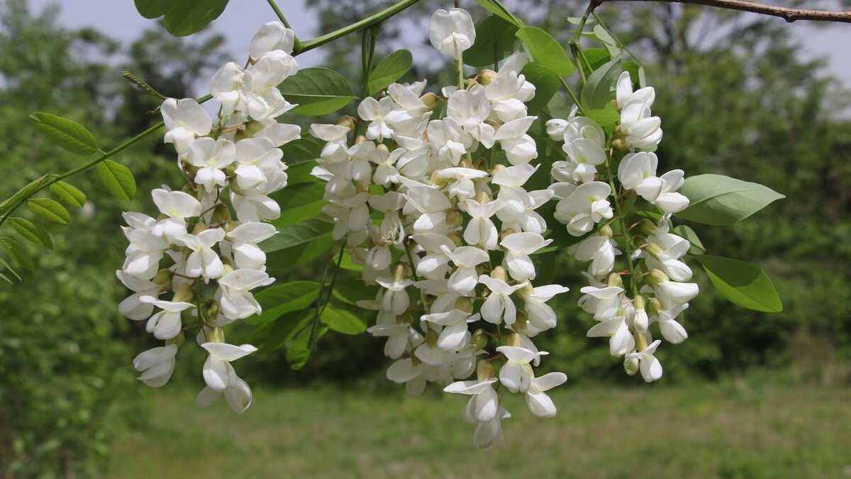 槐花饭|蒸米饭,多加一样槐花,教你3个小妙招,清热消火,清香扑鼻