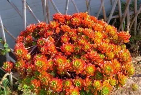 多肉植物|李大姐养多肉10多年,总结6个好品种,新手也能养成“漂亮老桩”