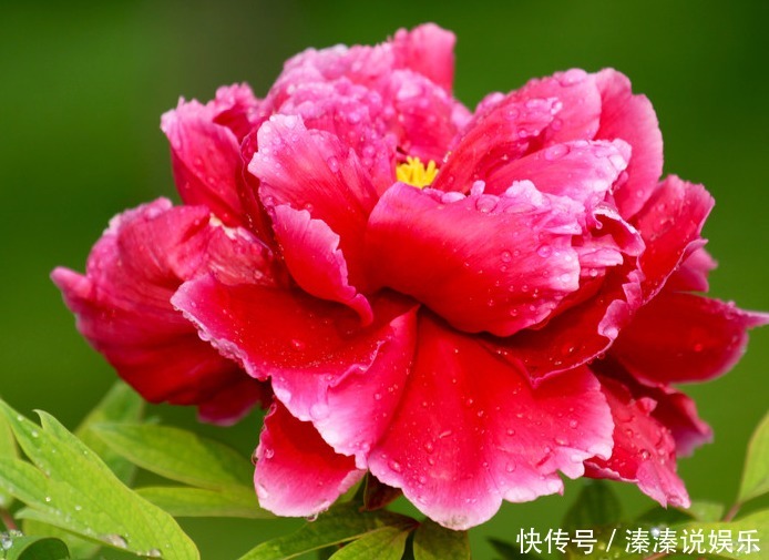 此花被誉为“花中之王”,雍容华贵仪态万千,象征着爱情的付出