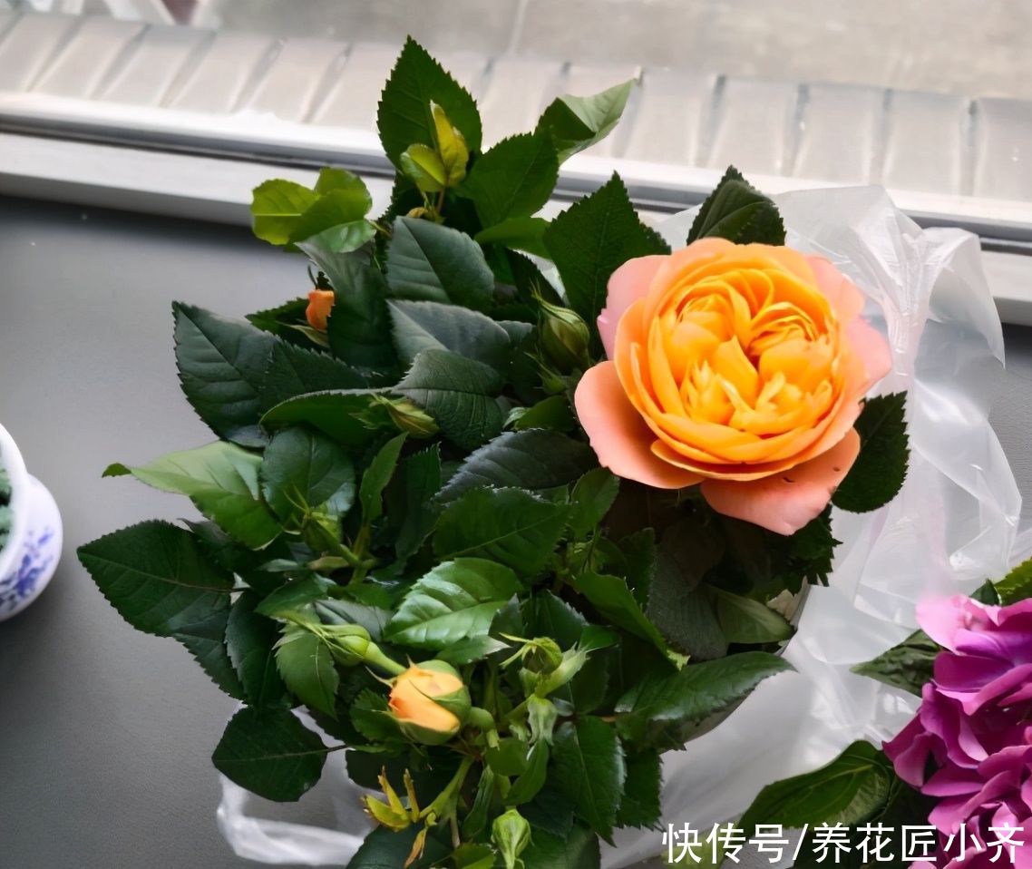 春季月季蹭蹭冒芽，想要开花棒，“3种芽”长出及时抹掉