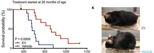 惊天突破!华盛顿大学证实NAMPT酶可使剩余寿命翻倍!