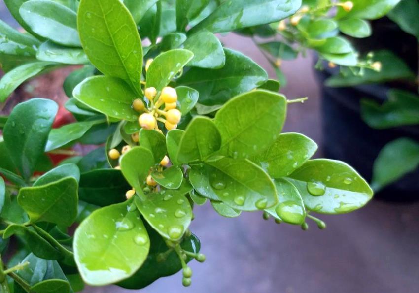 土壤|5种花爱吃醋,酸性土养得好,一睹为快看看都有谁