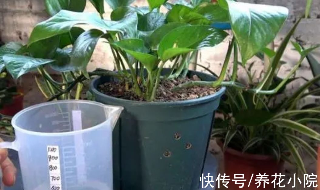 养花先“养根”,3个“小方法”,根系疯长,枝叶繁茂