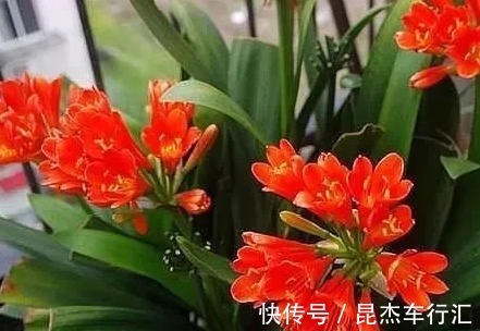 温差|君子兰迟迟不开花,就用这3招,一年开花两三次,年年开爆盆