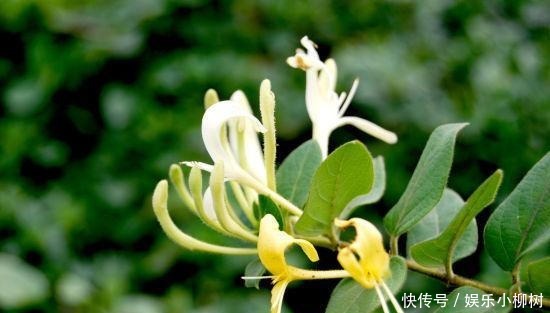 此花成双成对形影不离，酷似鸳鸯对舞，是镇宅驱邪的著名花卉