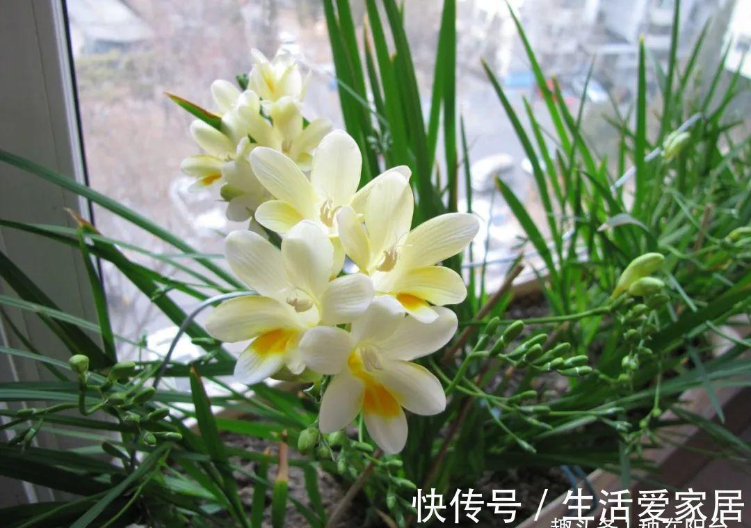 福建人爱养花草盆景，他们对花草形态是有“高要求”的！